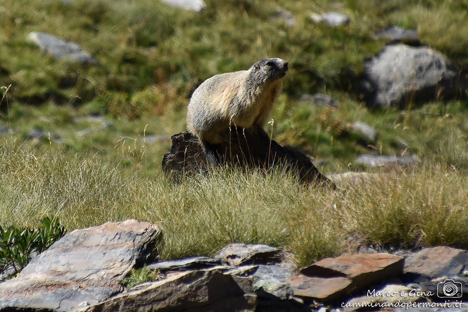 064 Valbondione - Rifugio Curò - Rifugio Barbellino.jpg